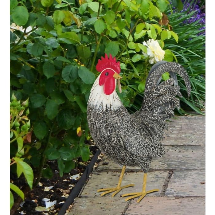 Murray Rooster Decor - Preening