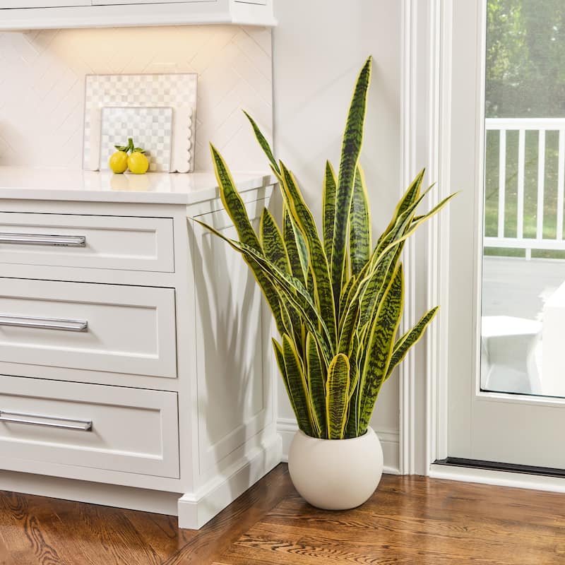 53" Potted Sansevieria Plant
