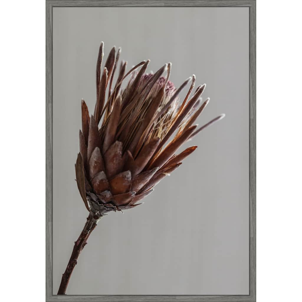 Momo by Shot by Clint Framed Canvas Wall Art Print