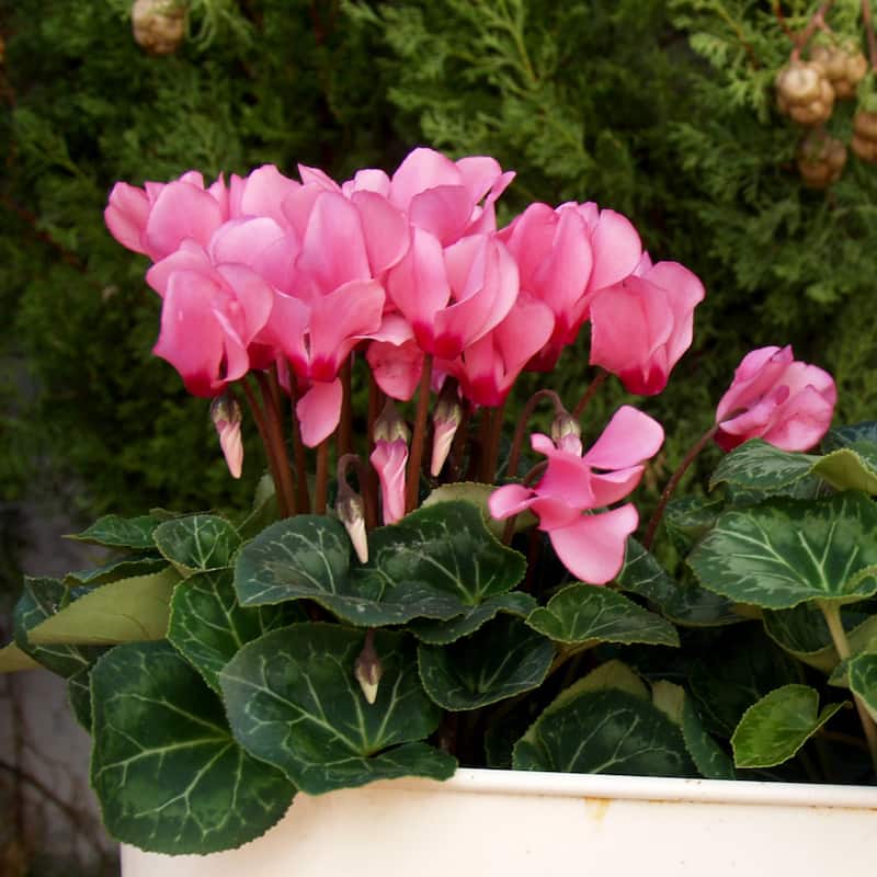 Pink Crush Cyclamen Flowers - 9 Bulbs - Attracts Butterflies, Bees & Hummingbirds - 9 Bulbs