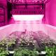 1500W LED Grow-Light Full-Spectrum For Indoor Vegetable Bloom-Plant - White