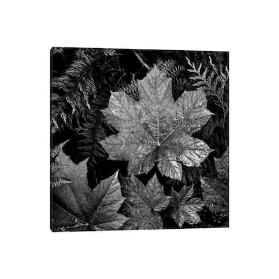iCanvas "In Glacier National Park XXIII" by Ansel Adams Canvas Print