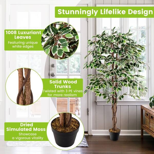 indoor plants with variegated leaves Peperomia Obtusifolia Variegata | Best Houseplant