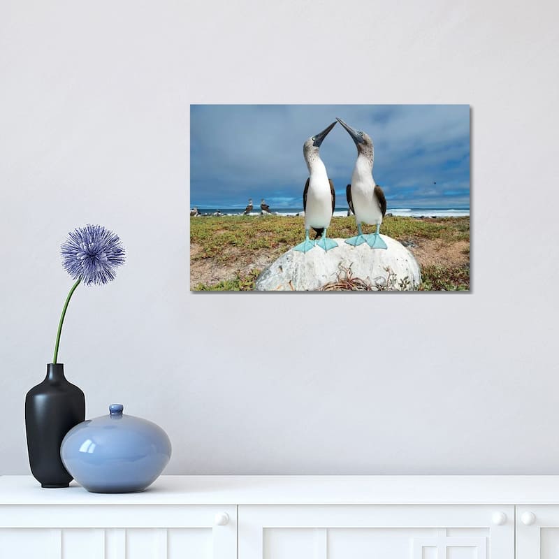 iCanvas "Blue-Footed Booby Pair Courting, Santa Cruz Island, Galapagos Islands, Ecuador" by Tui De Roy Canvas Print - 12x18x1.5