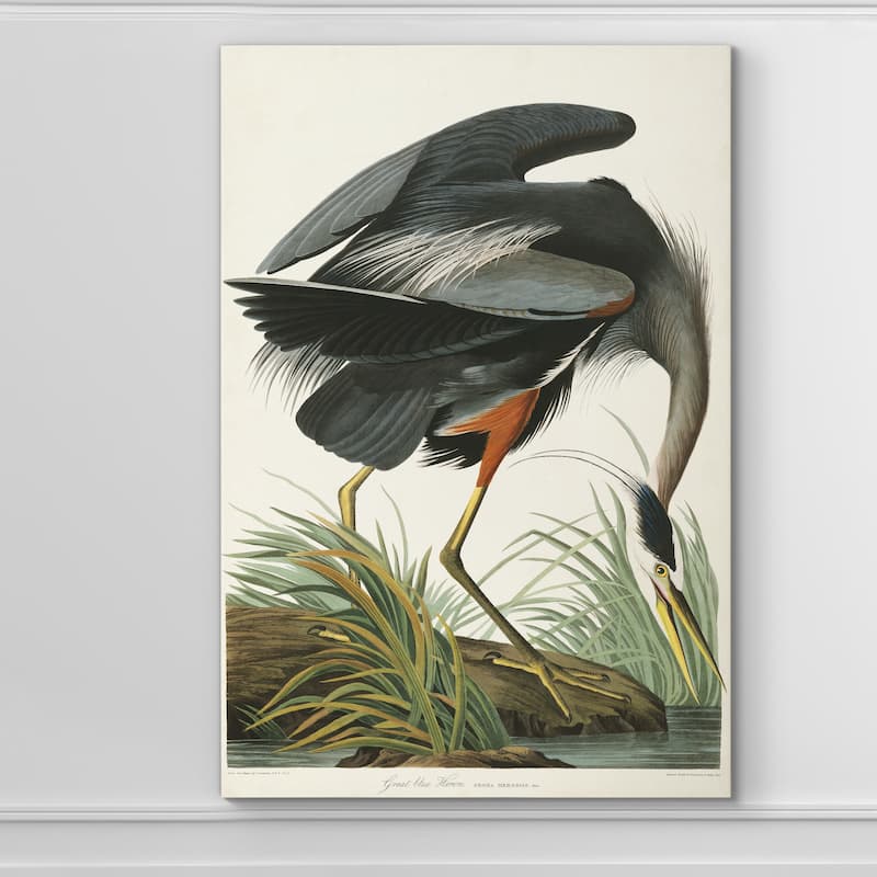 Pl 211 Great Blue Heron-Premium Gallery Wrapped Canvas