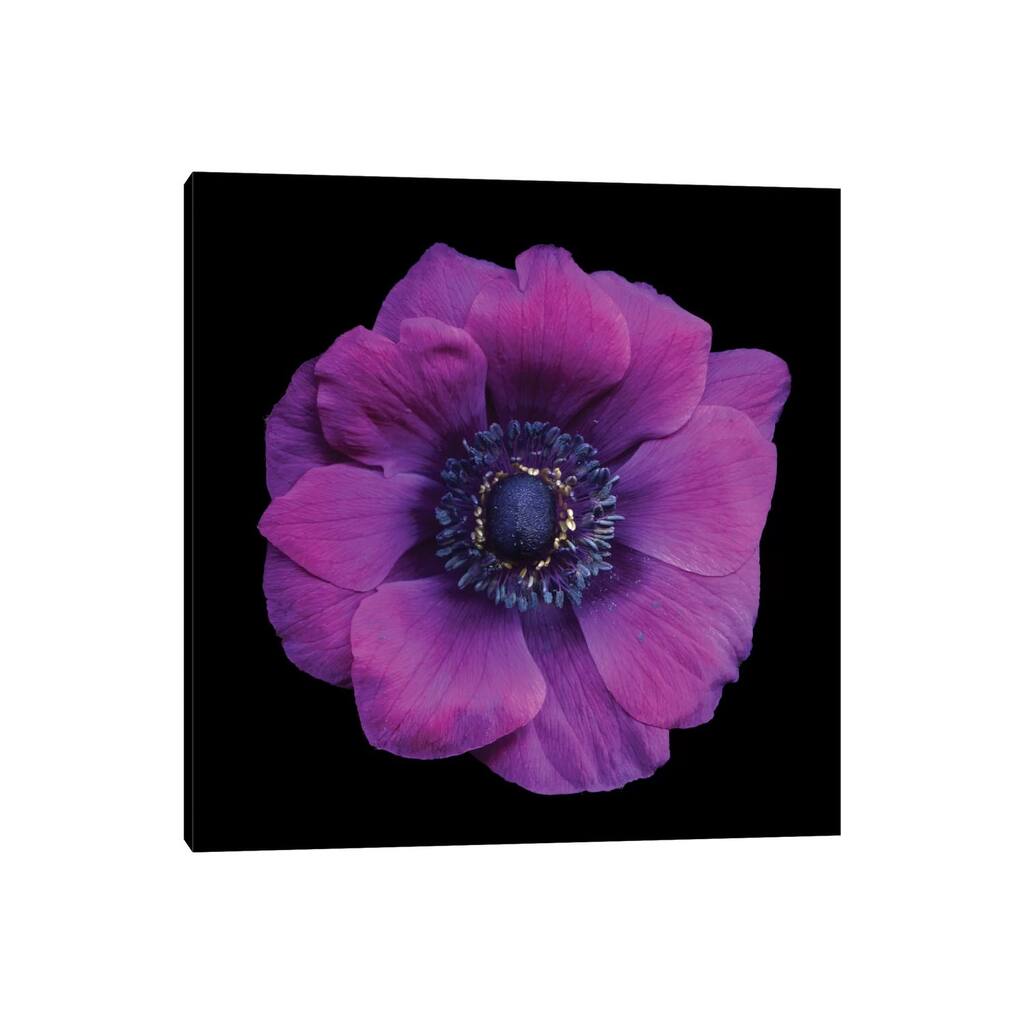 iCanvas "Vivace" by Magda Indigo Canvas Print