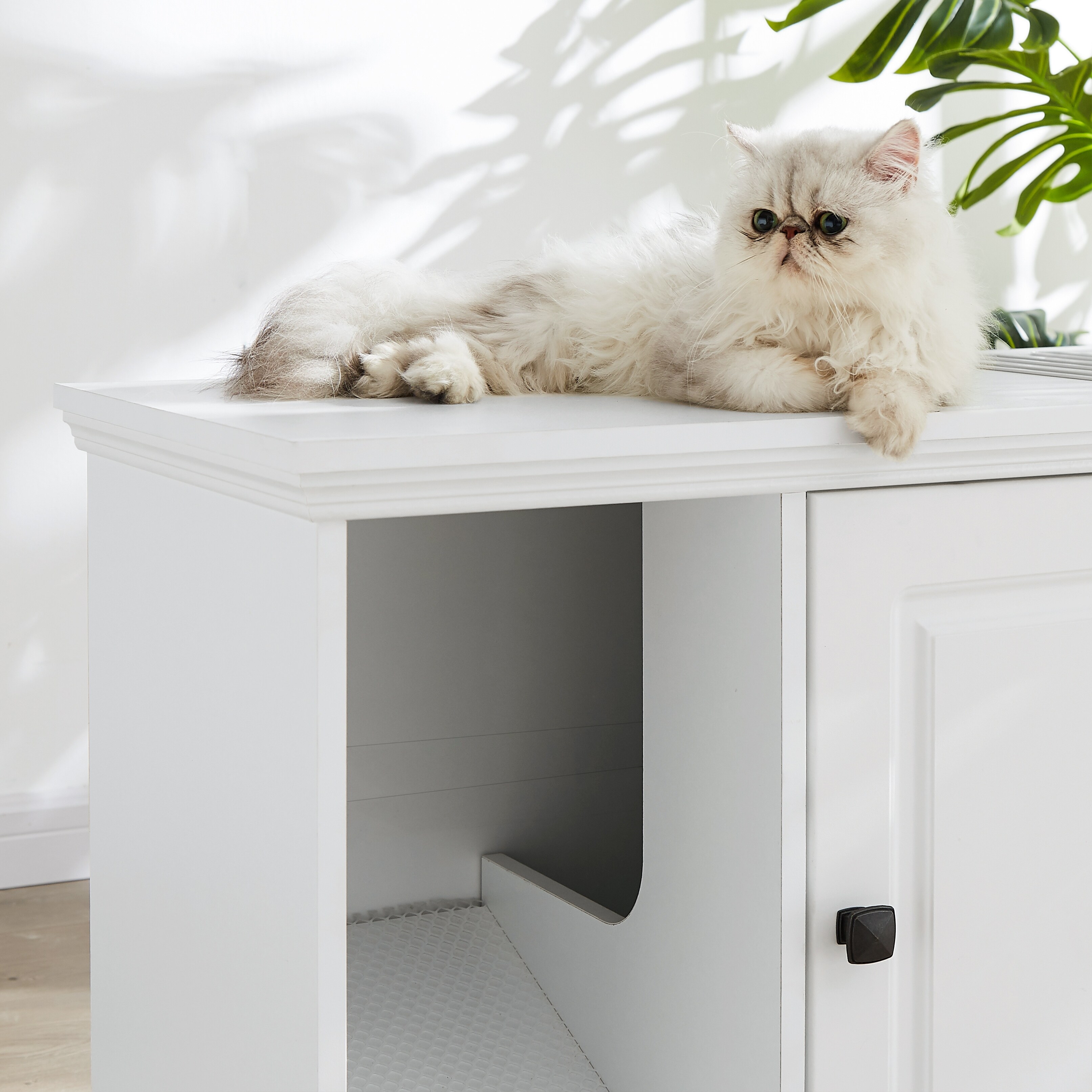 Kitty litter shop house