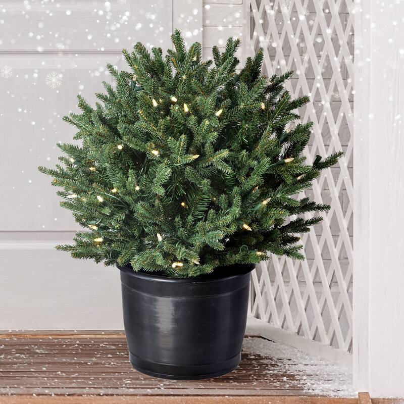 24" LED Potted Baby Noble Shrub