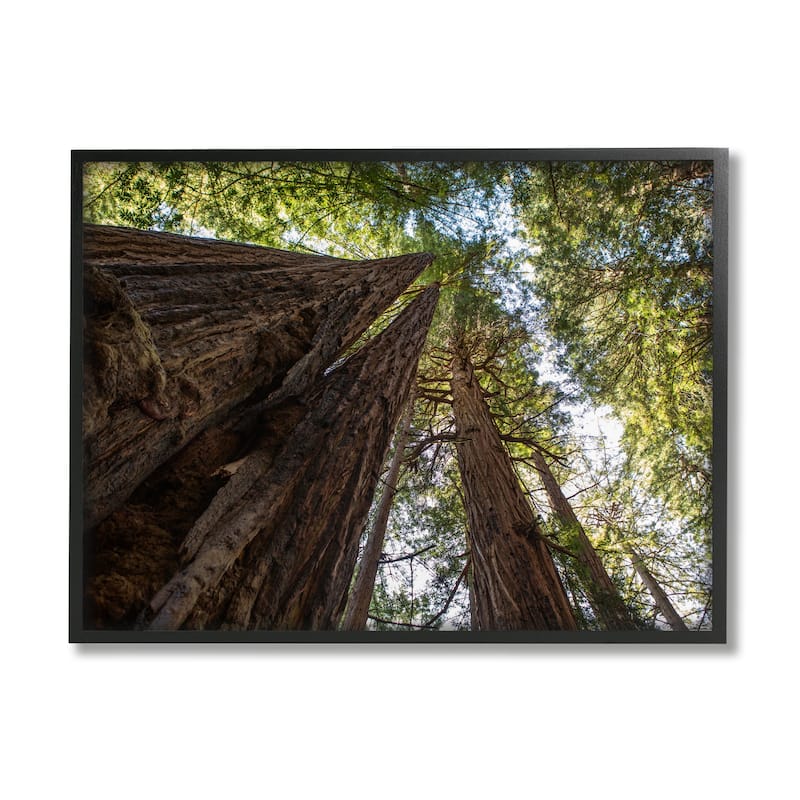 Stupell Tall Trees Looking Upwards Nature Forest Photography Framed Wall Art