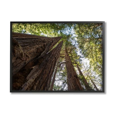 Stupell Tall Trees Looking Upwards Nature Forest Photography Framed Wall Art
