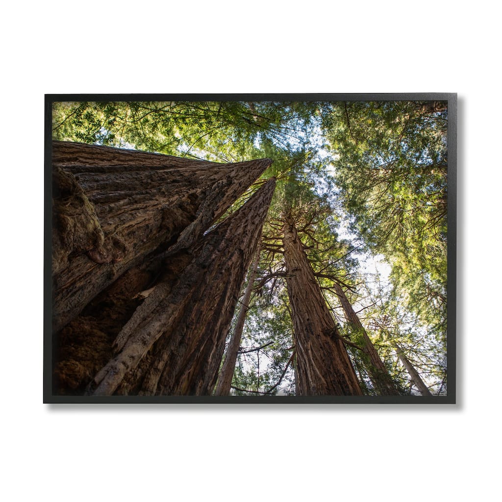 Stupell Tall Trees Looking Upwards Nature Forest Photography Framed Wall Art