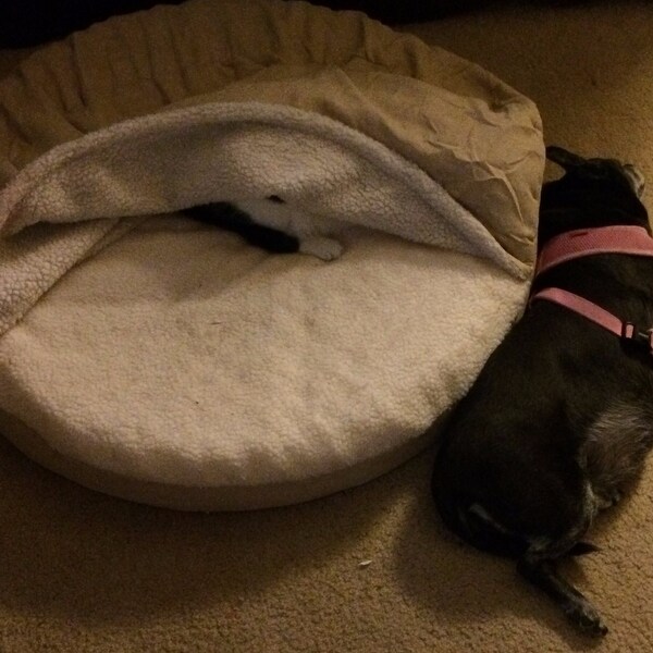 Top Product Reviews For Furhaven Pet Bed Faux Sheepskin Snuggery