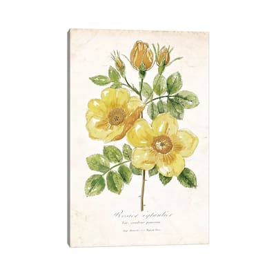 iCanvas "Botanical IV" by Nan Canvas Print