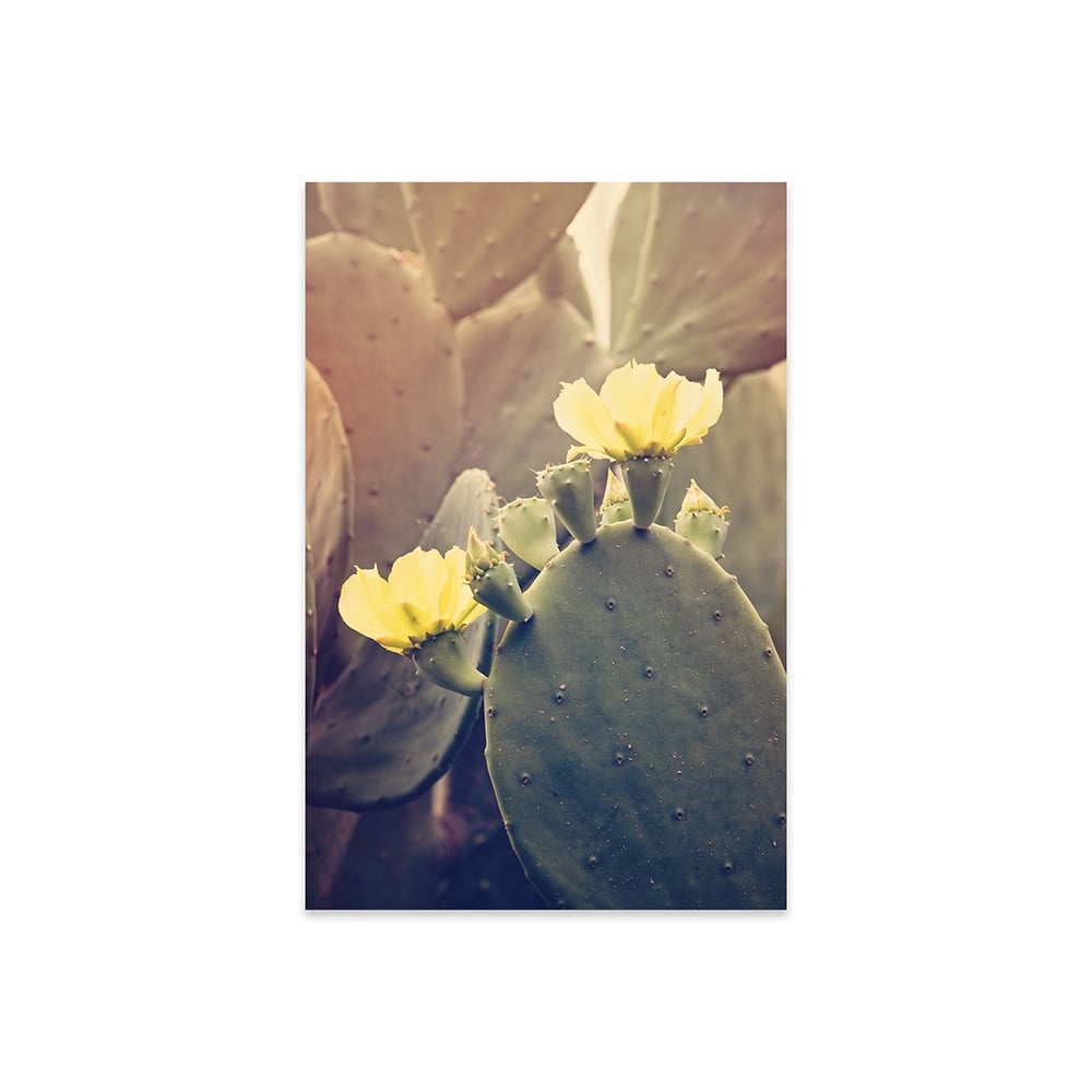 Desert Rose Print On Acrylic Glass by Ann Hudec