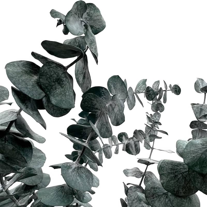 Bundle of 4 Preserved Eucalyptus Leaves ,17-23" long - 20 inches