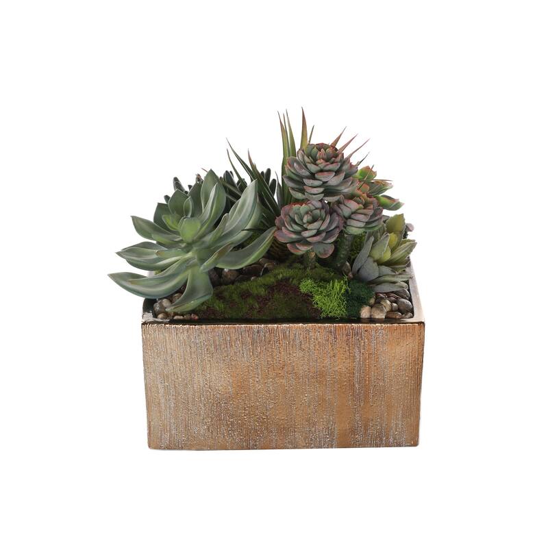 Succulent Arrangement with rocks in Square Etched Gold Pot - Green, green gray, green red