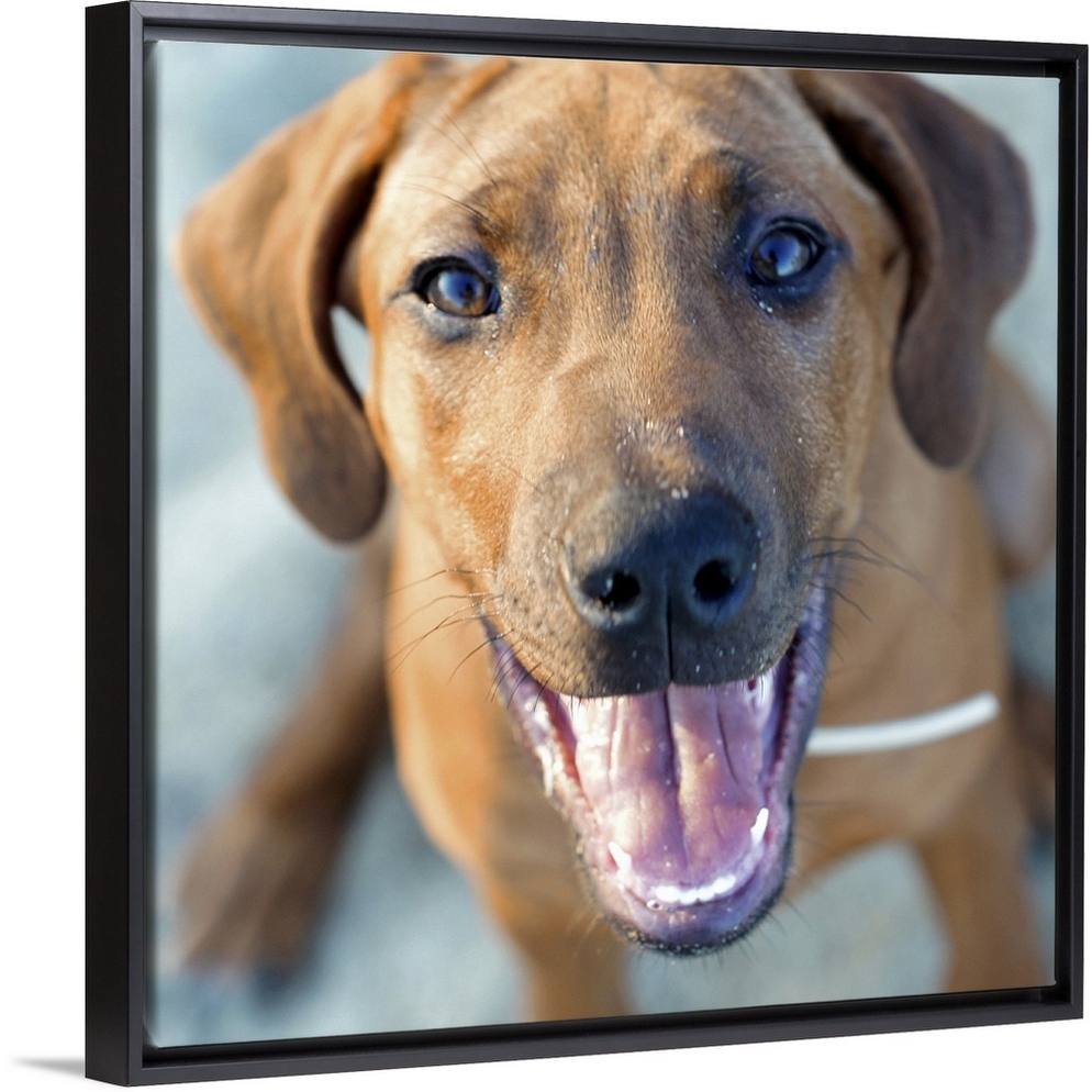 Ridgeback frame best sale