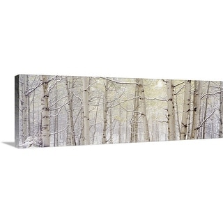 "Autumn Aspens With Snow, CO" Canvas Wall Art