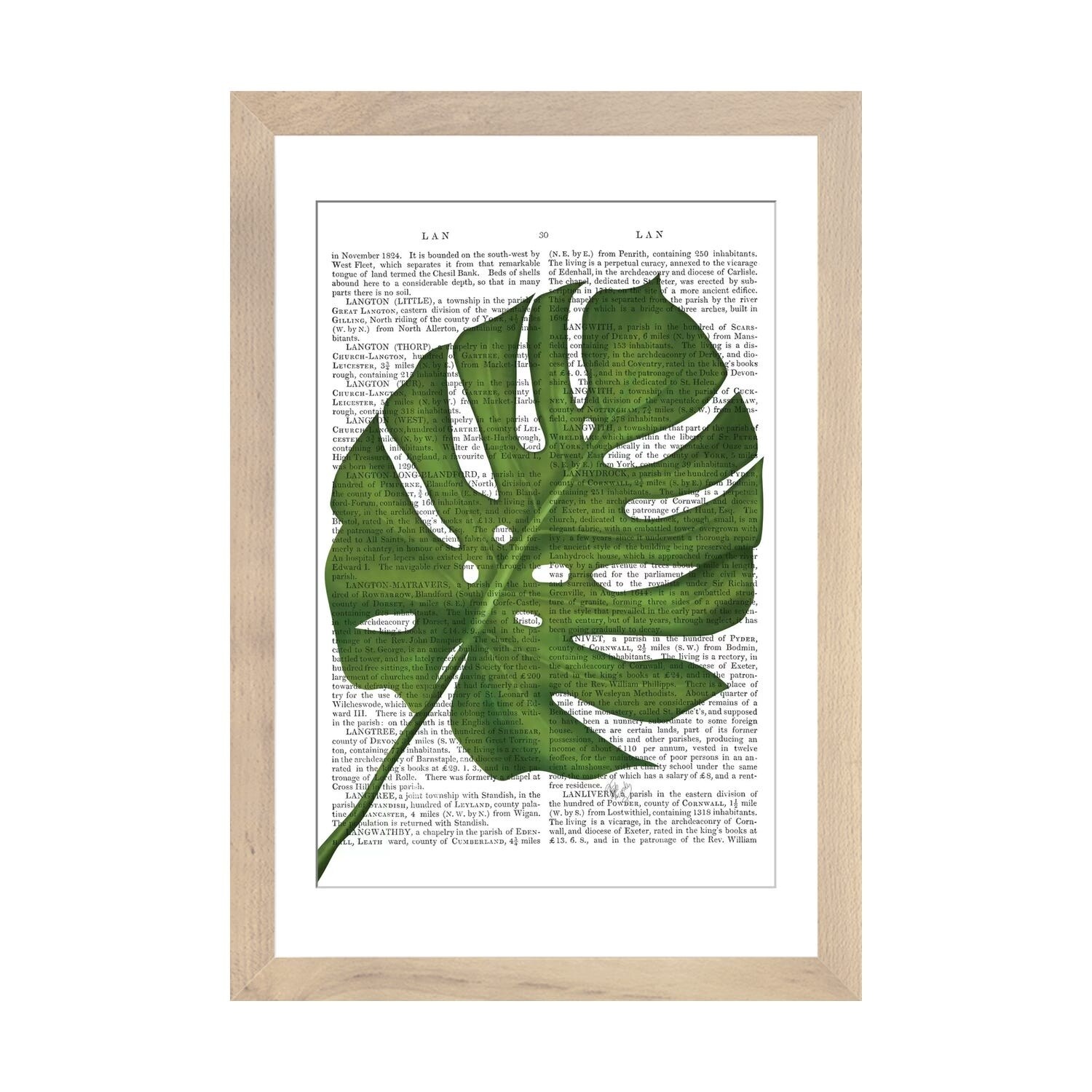bird's nest snake plant Bird’s Nest Snake Plant
