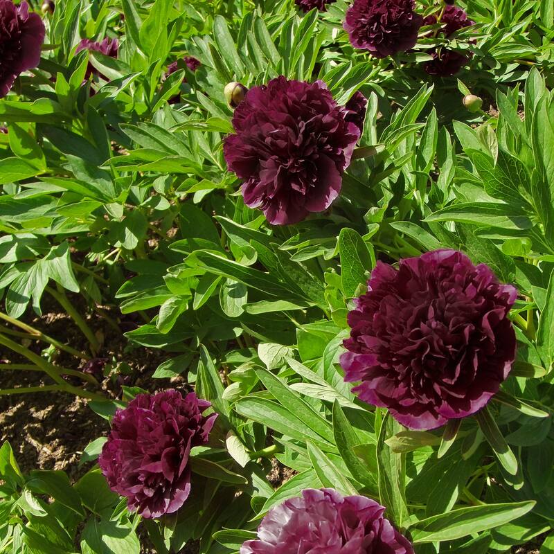 Double Black Berry Peonies- Dark Red Peony Flowers - 9 Bare Roots - Spring Garden - Attracts Butterflies, Bees & Hummingbirds
