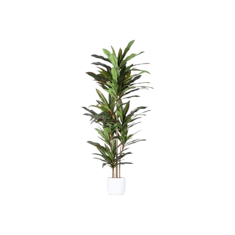 HomeRoots 71" Green Artificial Dracaena Tree in a Black Pot - 6.69 in. x 70.87 in. x 6.69 in.