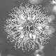 8-Light Dandelion Crystal Chandelier Firework Pendant Ceiling Light - 15.7" Dia