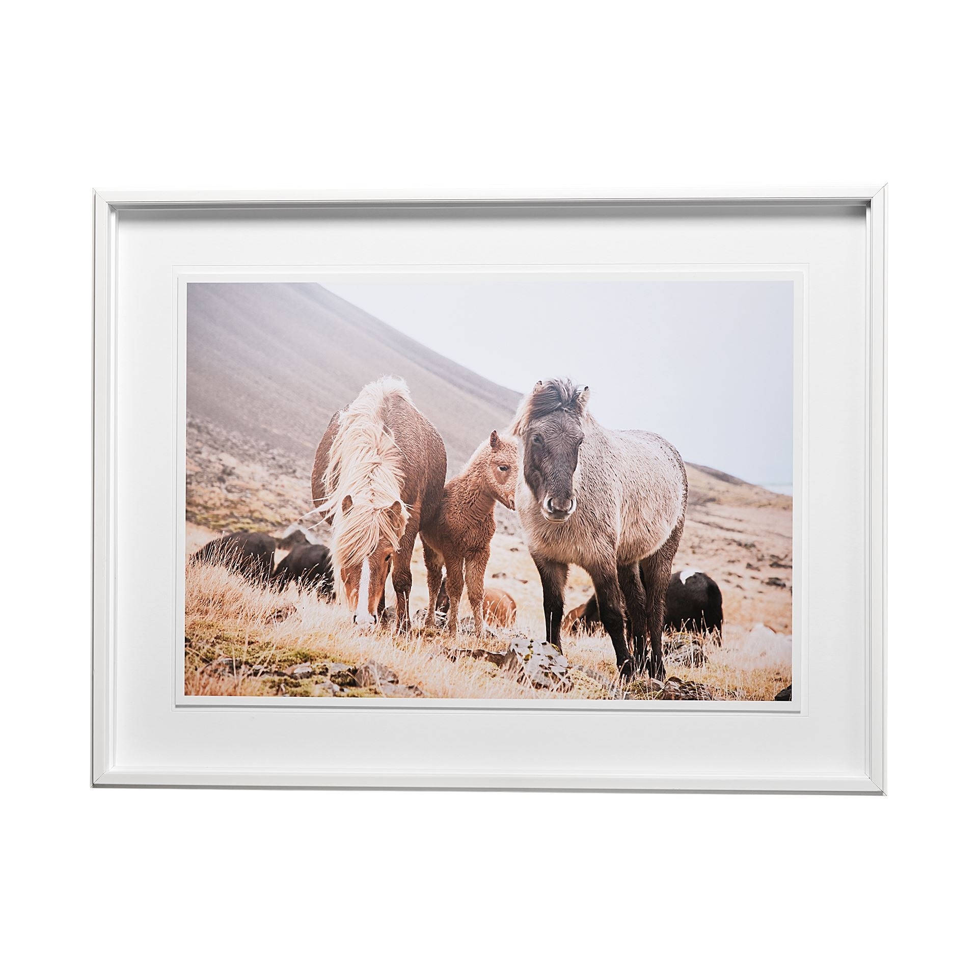Horses of Hofn I by Laura Marshall a Framed Photo Art Print Matted under Glass