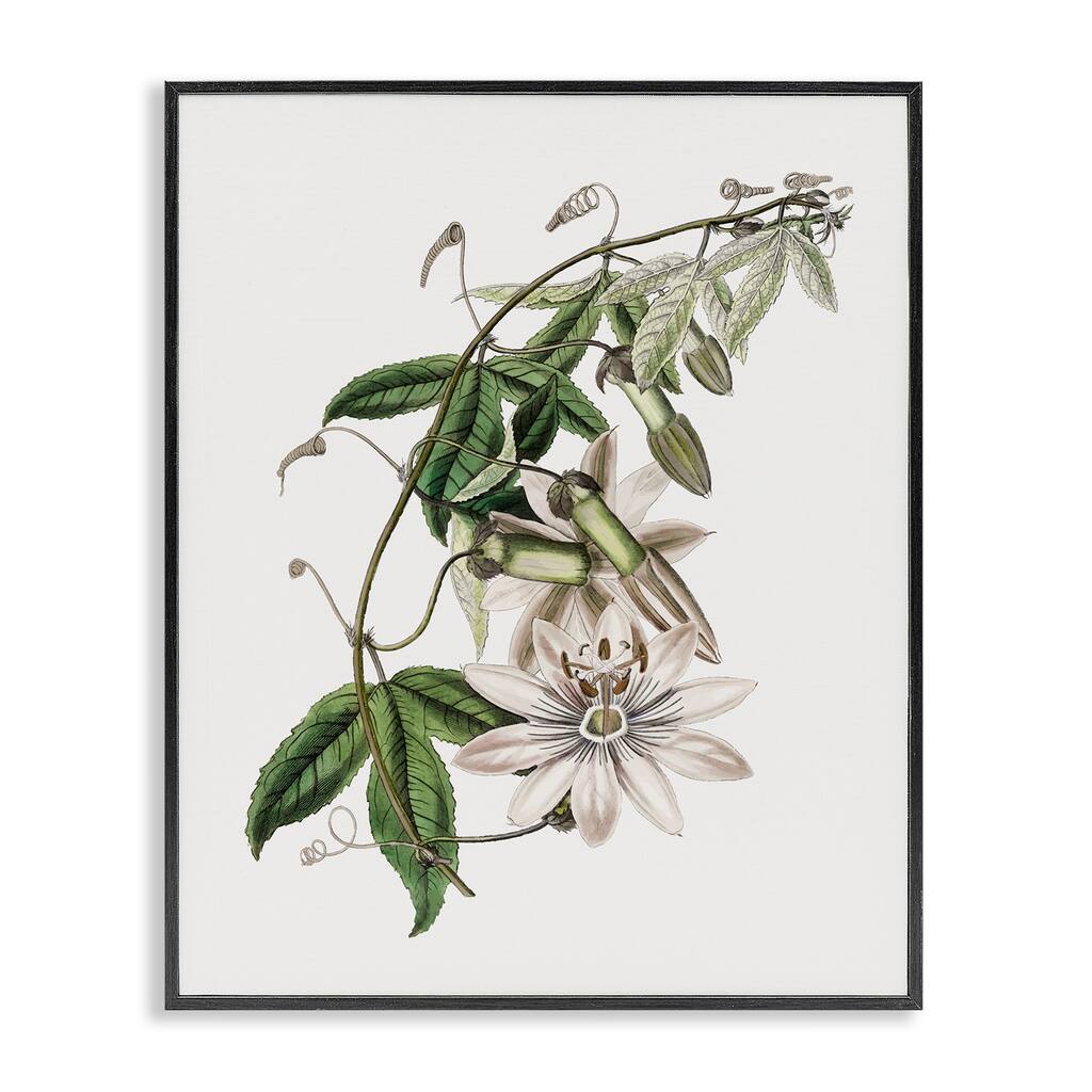 Stupell Vintage Lily Plant Framed Giclee Art Design By CAD Designs
