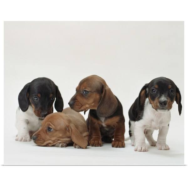 Shop Dachshund Puppies Poster Print Overstock 16479740
