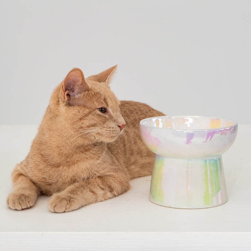 Dexypaws: Elevated Ceramic Bowl For Cats - Iridescent - 7oz Capacity