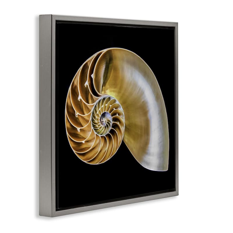 Stupell Tan Nautilus Shell on Black Framed Floater Canvas Wall Art Design By Mary Lou Johnson