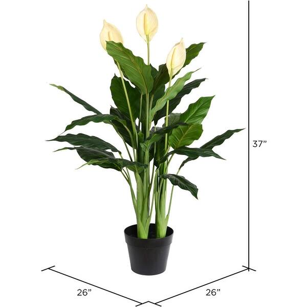 yellow snake plant leaves Sansevieria --Yellowstone Snake Plant--