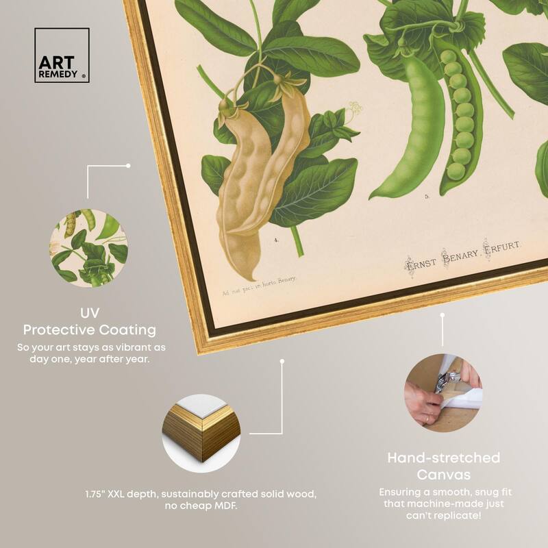 Podded Peas from Benary 1876 Canvas by Art Remedy