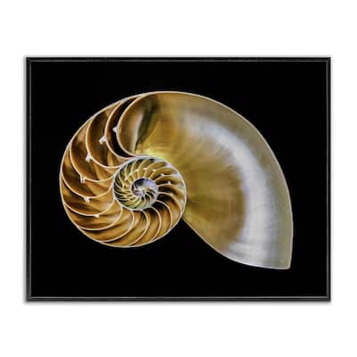 Stupell Tan Nautilus Shell on Black Framed Giclee Art Design By Mary Lou Johnson