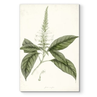 Sage Botanical II -Premium Gallery Wrapped Canvas