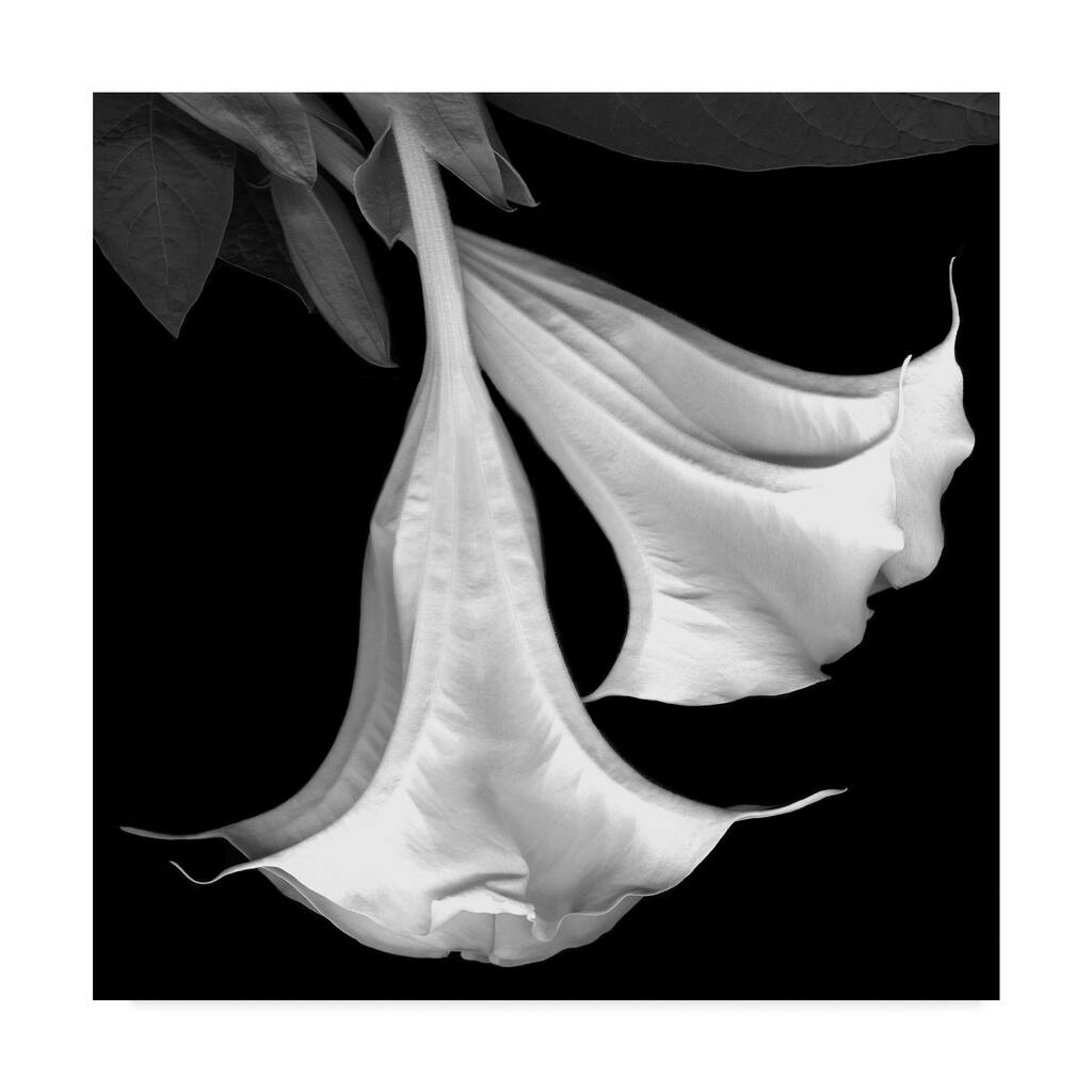 Susan S. Barmon 'Trumpet Flower Black And White' Canvas Art