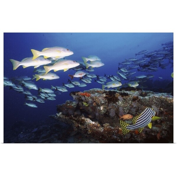 Shop Underwater Coral Reef With Tropical Fish Maldives