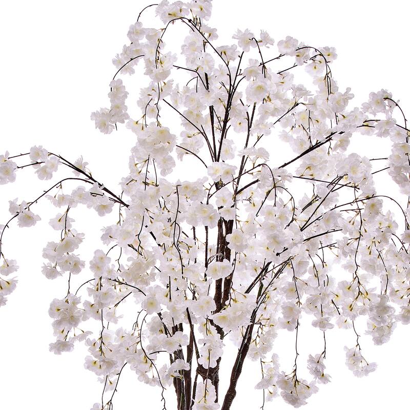 6' Weeping Cherry Tree