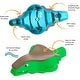 preview thumbnail 2 of 10, Crawligator Tummy Time Mobility Toy