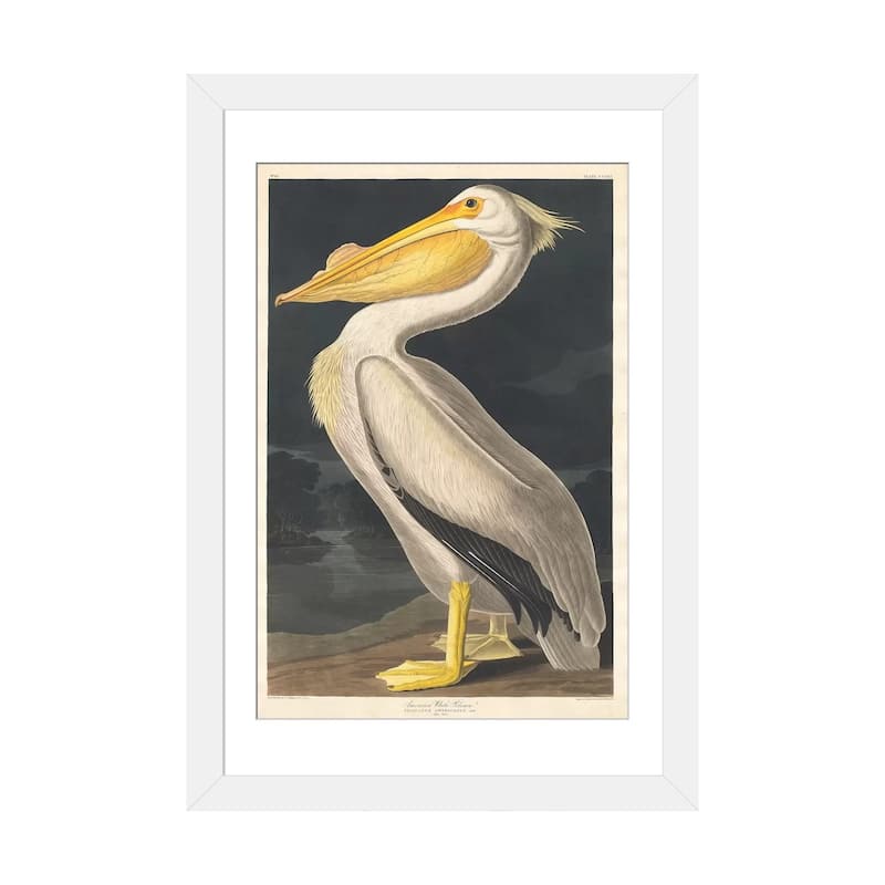 iCanvas "American White Pelican" by John James Audubon - White - 32x24x1