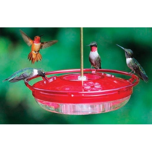 Shop Cole S Hh03 Hummingbird Covered Tray Bird Feeder