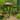 Round Pedestal Birdbath with Bird Details
