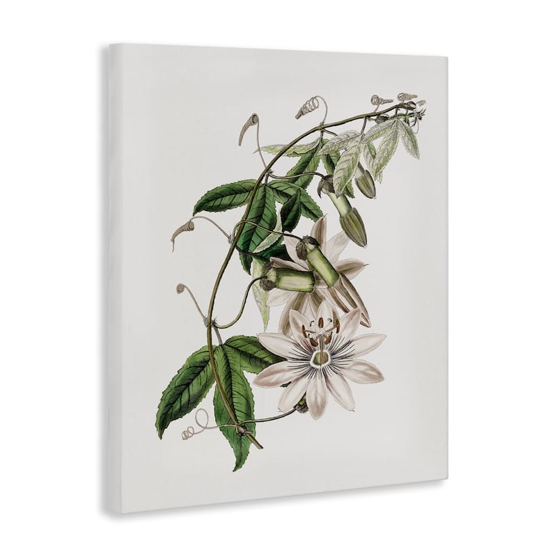 Stupell Vintage Lily Plant Canvas Wall Art Design By CAD Designs
