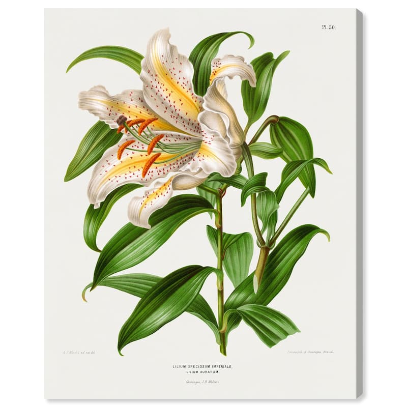Lilium Speciosum Imperiale Canvas by Art Remedy, Gallery Wrapped - 24" x 30"