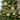 60" Metallic Loop Garland