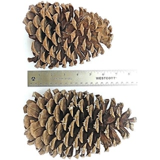 Jumbo Pine Cone – Brown & Beam