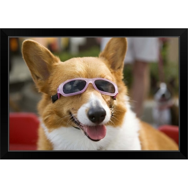 "A Pembroke Welsh Corgi sitting in a wagon wearing sunglasses" Black Framed Print