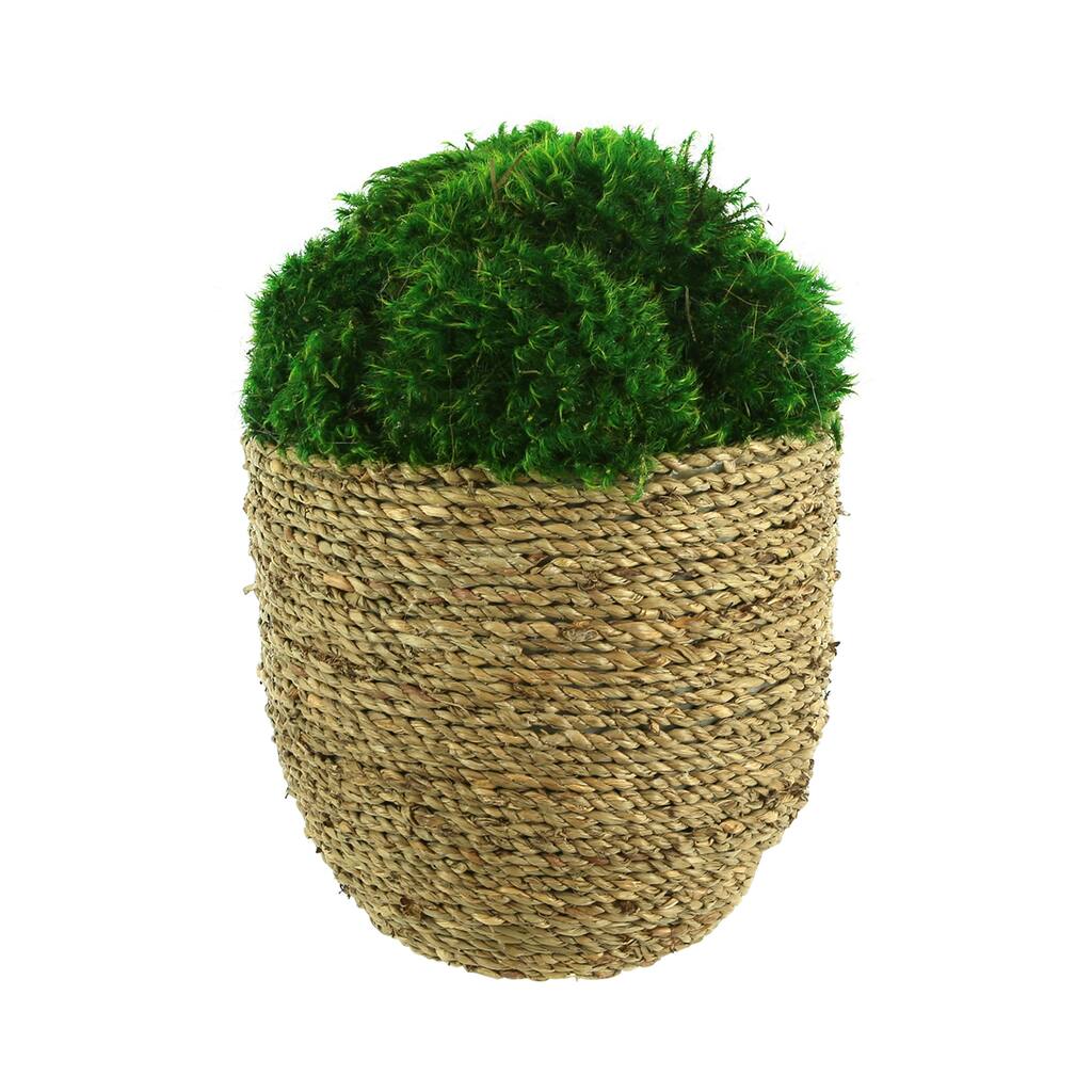 Moss Arranged in Large Strawgrass Pot - Green