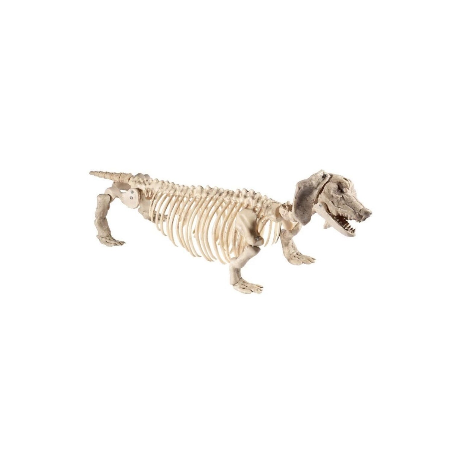 Shop 54 Ivory Dachshund Dog Skeleton Prop Halloween Decoration