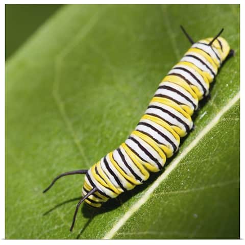 "Monarch butterfly caterpillar on a common milkweed leaf." Poster Print